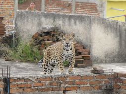 El jaguar fue llevado en una jaula sobre una camioneta de la Semarnat a sus instalaciones. EL INFORMADOR /