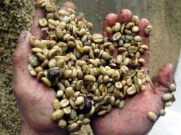 La calidad del café depende de factores que van desde la selección del suelo donde se cultiva hasta la manera en la que se tuesta. NTX / ARCHIVO