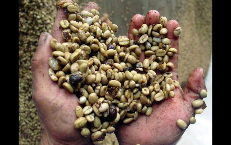 La calidad del café depende de factores que van desde la selección del suelo donde se cultiva hasta la manera en la que se tuesta. NTX / ARCHIVO