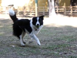 Lo ideal es que las mascotas tengan una dieta balanceada que se pueda complementar con algunos de estos productos. EL INFORMADOR / ARCHIVO