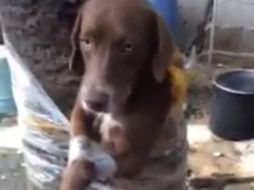 El cachorro es atado, mientras alrededor varios niños ríen al ver lo que está sucediendo. FACEBOOK / Ruth Chavez