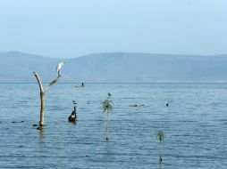 A este lunes, el lago almacena cuatro mil 052 millones de metros cúbicos. EL INFORMADOR / ARCHIVO