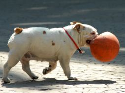 Se recomienda ejercitar a tu mascota 30 minutos por día para que no pierda flexibilidad. NTX / ARCHIVO