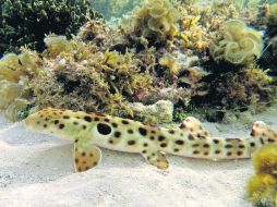 Aptos. Los tiburones de arrecife regulan sus sistemas para contrarrestar los niveles de acidez. EFE /