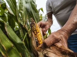 El precio del maíz ha bajado 42% en los últimos años. EL INFORMADOR / A. Hernández