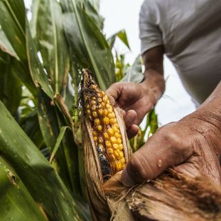 La volatilidad de precios en el agro puede provocar la pérdida de empleos