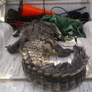 Capturan un cocodrilo en playa Melaque