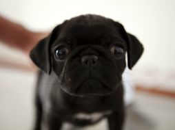 En Alemania esta iniciativa toma impacto en las empresas para mejorar la producción con la campaña 'Día del colega perro'. EL INFORMADOR / ARCHIVO.