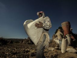 Los jornaleros agrícolas migrantes y sus familias se ven obligados a dejar sus comunidades debido a su precaria situación económica. EL INFORMADOR / ARCHIVO