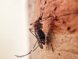 No todos los moscos transmiten el dengue, solo cierta variedad que puede distinguirse por el color en el torso y patas. EL INFORMADOR / ARCHIVO