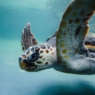 Las tortugas colonizaron el Mediterráneo antes de la última glaciación