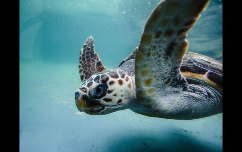 La tortuga de la especie Caretta caretta hace largas migraciones y vuelve a las playas donde nació para hacer la puesta de huevos. EFE / ARCHIVO