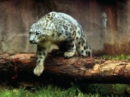 La dependencia destaca que la especie tiene un alto valor biológico; se calcula que existen seis mil ejemplares en el mundo. AFP / R. Schemidt.