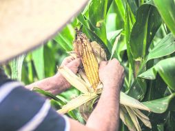 Acopio. México cuenta con inventarios cercanos a los 30 millones de toneladas de maíz. EL INFORMADOR / A. Hernández