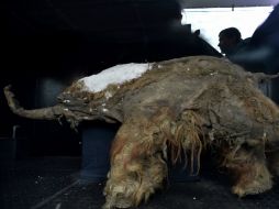 'Yuka', como lo llamaron, tiene tejidos y lana bien conservados y murió entre los seis y los nueve años de edad. AFP / K. Kudryavsev