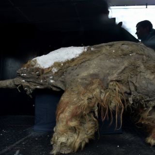 Exhiben en Moscú cadáver preservado de mamut