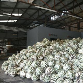 Tequileros ganan con misión comercial