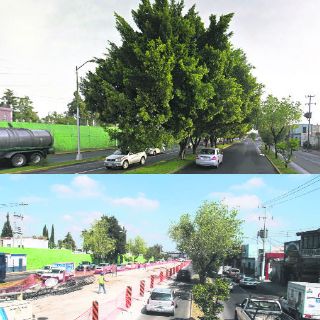 'Rasuran rostro' de Av. Laureles con tala de cientos de árboles