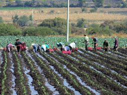 Ciencia y tecnología para una mayor productividad del campo. EL INFORMADOR / ARCHIVO