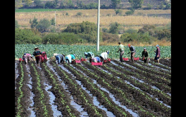 Ciencia y tecnología para una mayor productividad del campo. EL INFORMADOR / ARCHIVO
