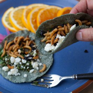 Insectos, fuente de recursos alimenticios para indígenas