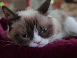 La gata Tardar Sauce ha logrado gran popularidad en redes sociales gracias a su peculiar rostro de pocos amigos. YOUTUBE / Lifetime