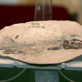 Argentina descubre nuevas especies antecesoras de los dinosaurios