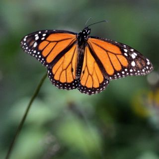 Travesía de mariposa monarca fomenta cultura del Día de Muertos