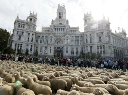 Las ovejas recorren la antigua cañada que atraviesa el centro de Madrid con motivo de la XXI Fiesta de la Trashumancia. EFE / F. Alvarado