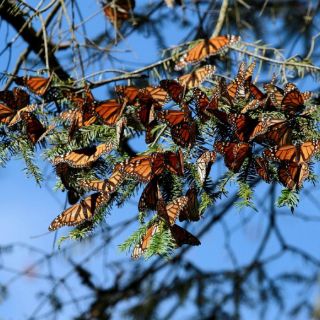 Mariposa monarca comienza arribo a bosques michoacanos