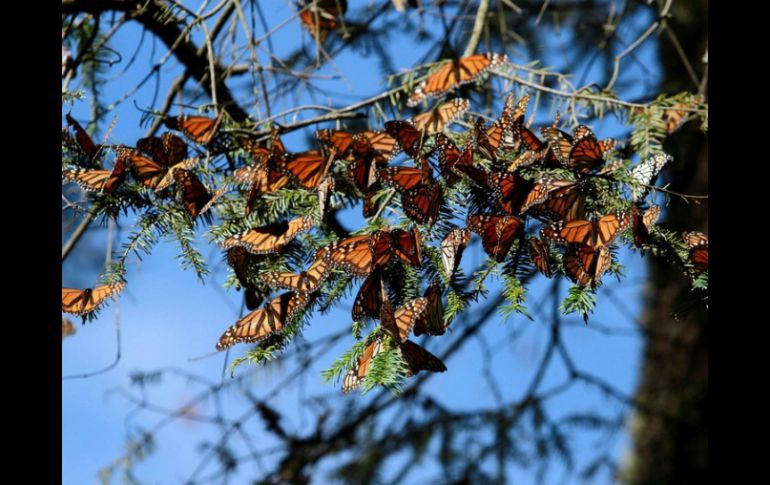 Para este año, se espera que al menos 160 mil personas visiten los santuarios. NTX / ARCHIVO