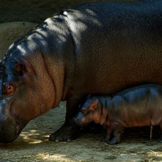 Nace hipopótamo en zoológico de Los Ángeles