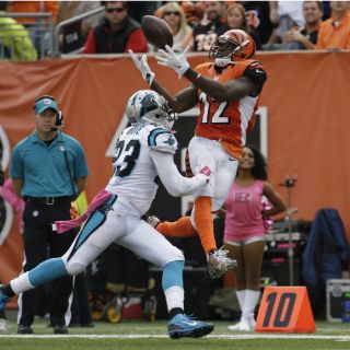 Cafés y Bengalíes sacudirán el norte de la Americana