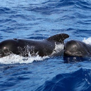 Veintidós ballenas pilotos mueren playa de Nueva Zelanda