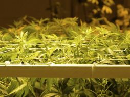 Oregon y Alaska votaron para regular la producción, distribución y venta de mariguana. EFE / B. Pearson