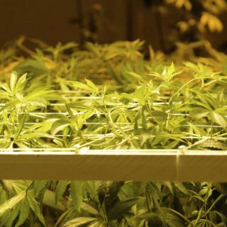 Suman cinco las entidades en EU en legalizar consumo de mariguana