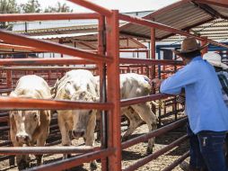 La Seder indica que estos proyectos mejorarán la comercialización del ganado de carne y de la leche que se produce en Jalisco. EL INFORMADOR / ARCHIVO