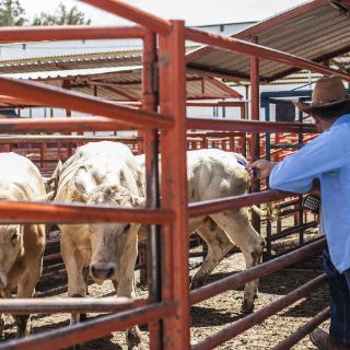 Concretan tres proyectos para el sector ganadero de Jalisco
