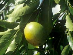 Este árbol nativo de México, es mayormente consumido en los estados de Jalisco y Michoacán, preparando alimentos típicos de la zona. ESPECIAL / http://www.medicinatradicionalmexicana.unam.m