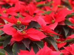 Estas actividades forman parte de los ornatos navideños que se coloca en las zonas públicas. NTX / ARCHIVO