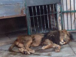 El león africano será trasladado para su rehabilitación. TWITTER / @PROFEPA_Mx