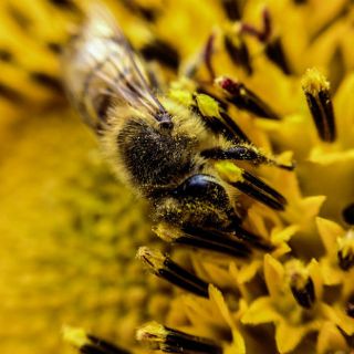 Los insectos se originaron hace 480 millones de años, afirma estudio