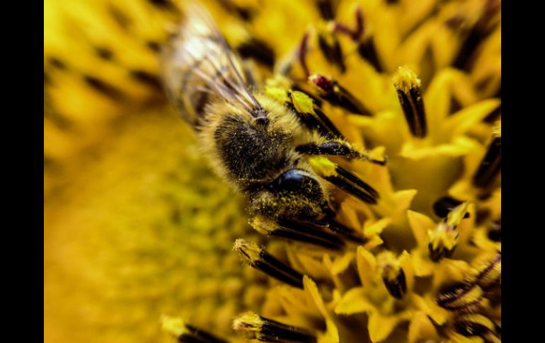 Los insectos desarrollaron alas después de comenzar a poblar la tierra. EL INFORMADOR / A. Hernández