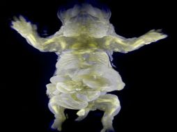 Tras exponer los órganos a un coctel llamado CUBIC se logra transparentar vísceras concretas y ratones enteros. AFP / RIKEN