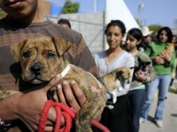La castración de las mascotas implica una posesión responsable de ellas. NTX / ARCHIVO