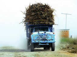 El sector cañero ha recibido apoyo del gobierno debido a los aranceles que Estados Unidos colocó al producto mexicano. EL INFORMADOR / ARCHIVO.
