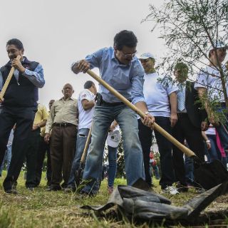 Crean comité para vigilar reposición de arbolado urbano