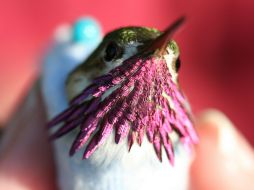 Para capturar los colibríes y colocarles las bandas es necesario tener permisos federales y estatales porque están protegidos. AP / L. Urban