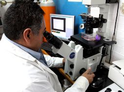 El dispositivo analiza las propiedades eléctricas de las células y determina cuáles son las células tumorales. NTX / ARCHIVO