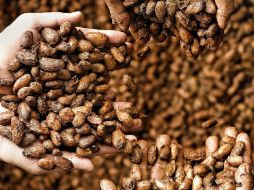 Poco dulce, este tipo de chocolate crudo no le gusta a todo el mundo. EFE / ARCHIVO